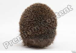  Hedgehog - Erinaceus europaeus # 3 